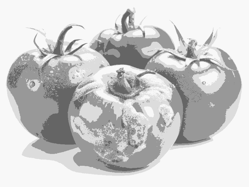 The story of Stephen Wang, co-founder of Rotten Tomatoes